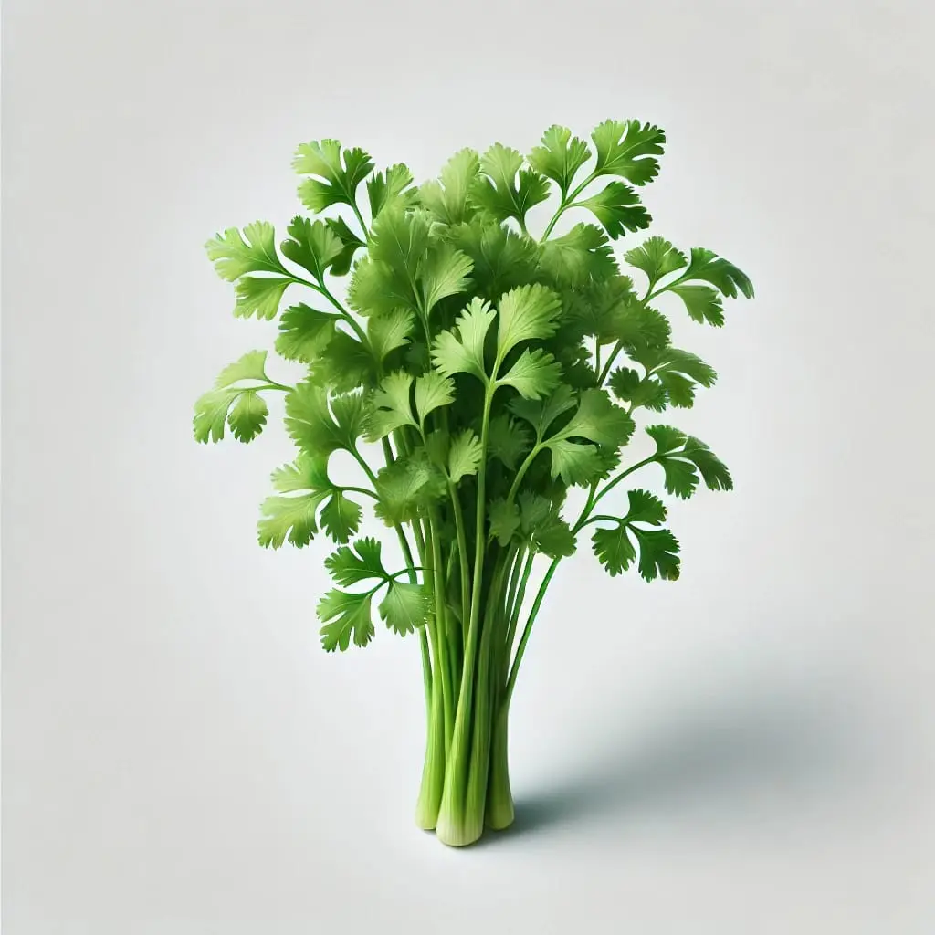 Coriander (धनिया - Dhaniya)