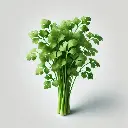 Coriander (धनिया - Dhaniya)